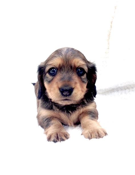 Why buy a puppy for sale if you can adopt and save a life? Dachshund Puppies For Sale | Dayton, TX #220237 | Petzlover