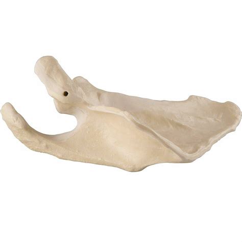 Axis Scientific Shoulder Anatomy Model Of Left Scapula Bone Scapula