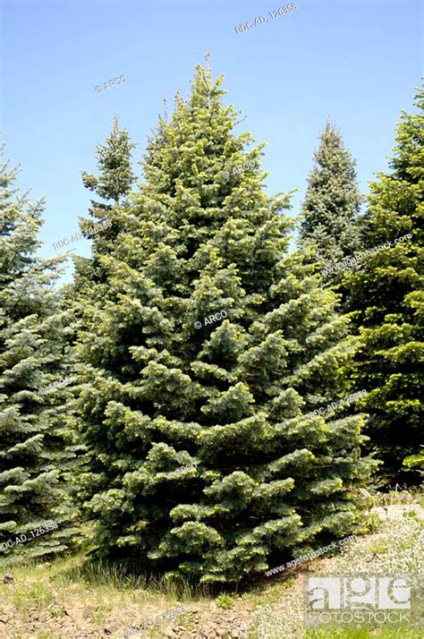 Western Hemlock Tsuga Heterophylla Stock Photo Picture And Rights