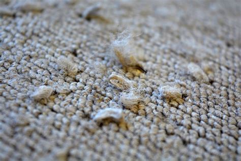 10 Warning Signs You Need To Rip Up Your Carpet And Call A Carpet