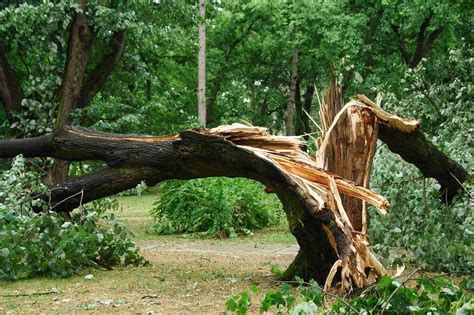 What You Should Know About Falling Trees Arborcare