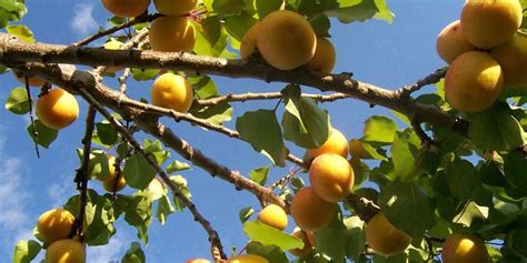 Apricot Tree Seasonal Development Description General Distribution