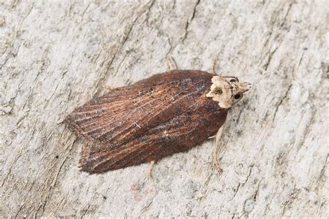 Acleris Hastiana Catalogue Of The Lepidoptera Of Belgium