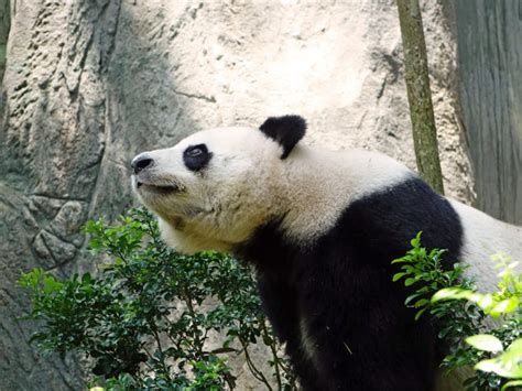 The Worlds Oldest Panda In Captivity Dead At 38