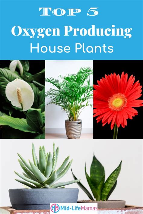Top 5 Oxygen Producing House Plants - Mid-Life Mamas | House plants, Plants, Indoor plants for ...