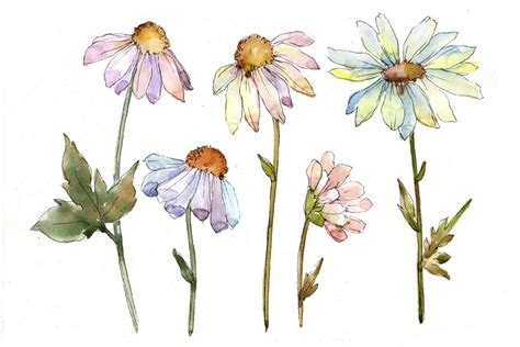 Chamomile Watercolor Clipart Hand Painted Flowers Free Etsy