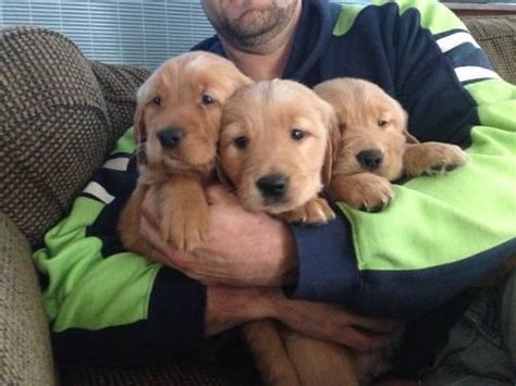 At gemini, our passion is breeding amazing goldens for amazing people. 3 boys AKC papered golden retriever puppies for Sale in ...