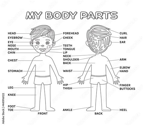 Poster Cartoon Boy And My Body Parts Front And Back View With