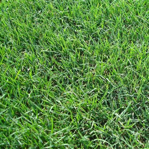 Green World Bermuda Grass Doob Grass Carpet Grass Cynodon
