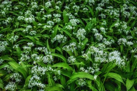 Wild Garlic Guide Where To Find Wild Garlic Facts How To Cook It And