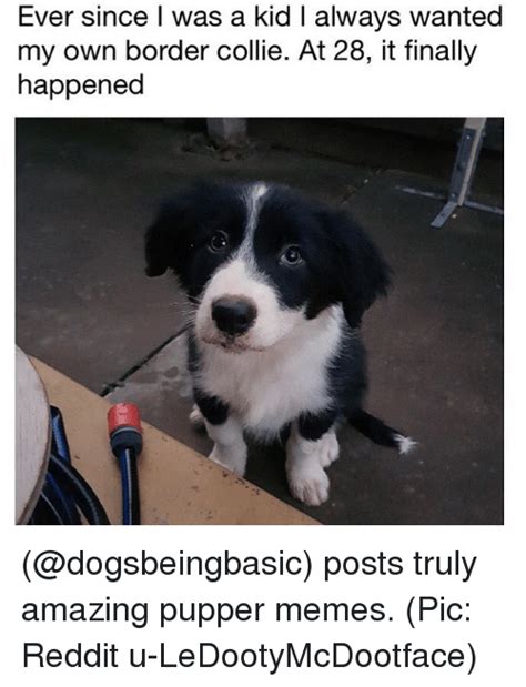 See more ideas about collie, border collie, border collie humor. 🔥 25+ Best Memes About Border Collie | Border Collie Memes