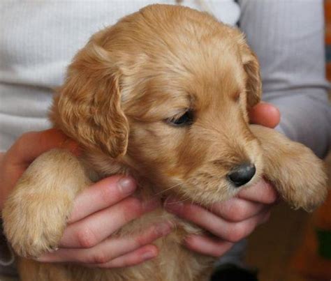 Breeder of high quality miniature goldendoodles, and miniature and toy red poodles. PERFECT GOLDENDOODLE PUPPIES AVAILABLE for Sale in Hammond ...