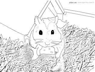 Hamsters Kleurplaat Dieren Kleurplaat » Animaatjes.nl