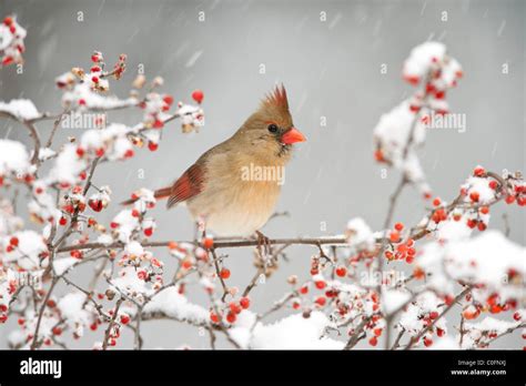Cardinal With Berries Hi Res Stock Photography And Images Alamy