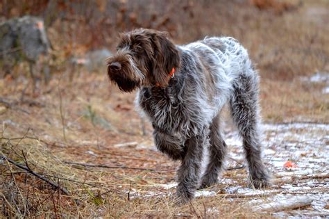 Find wirehaired pointing griffon puppies and breeders in your area and helpful wirehaired pointing griffon information. 5 month Maize, wire haired pointing griffon on point ...