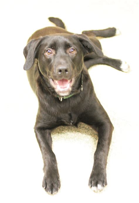 Maybe you would like to learn more about one of these? Meet the Ann Arbor.com Adoptable Pet of the Week: Moe