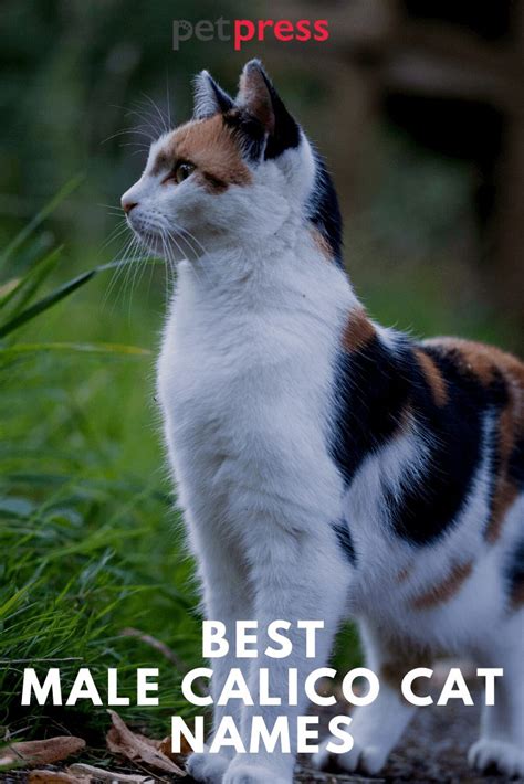 110 Best Male Calico Cat Names That Will Inspire You Petpress