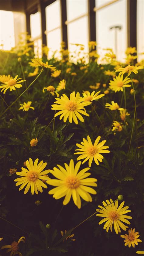 Download Wallpaper 2160x3840 Flowers Yellow Bloom Plant Samsung