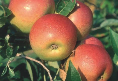 Beginners Guide To Planting And Growing Fruit Trees Suttons