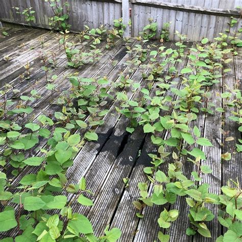 How Does Japanese Knotweed Spread Cyb Environmental