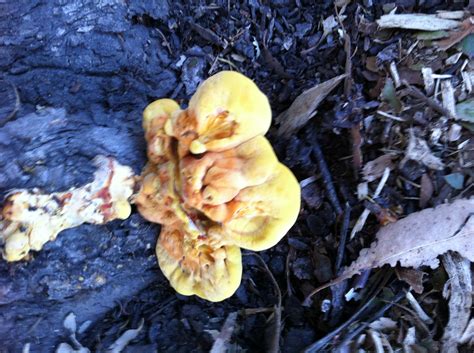Chicken Of The Forest I Think Rmycology