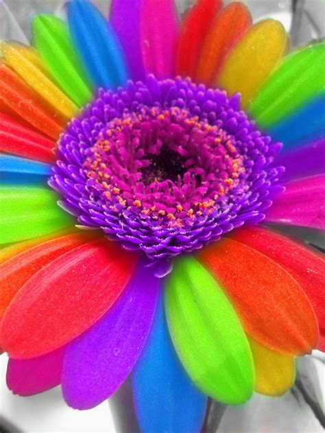 Maybe you would like to learn more about one of these? Rainbow Flower Wallpaper - WallpaperSafari