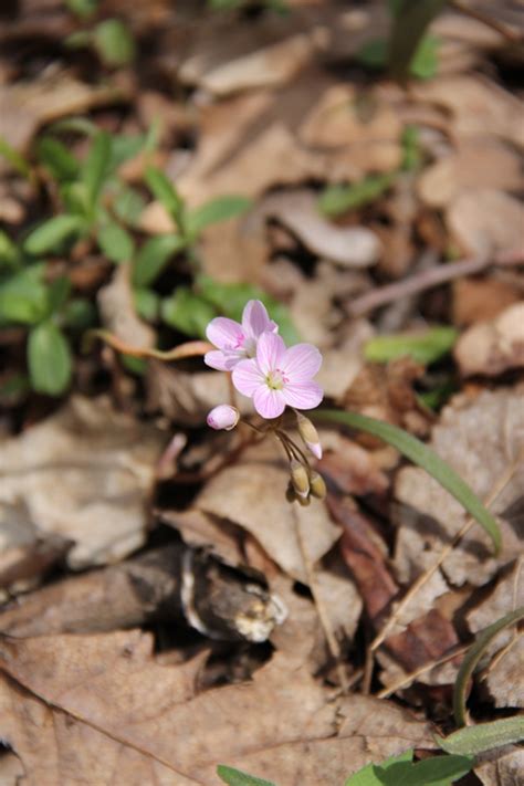 Now Showing Near You Wildflowers April 23 2011 Wildflower Hike At