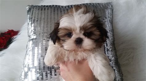 Purebred puppies, designer puppies, responsible breeders Shih Tzu Puppies For Sale | Warren, MI #268617 | Petzlover
