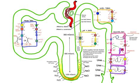 Nephron Power Concept Map Pathology Findings In Hyper