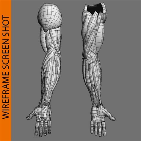 Human Arm Anatomy 3d Model 29 3ds Fbx Ma Max Obj Free3d