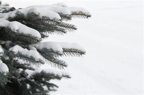 Free Stock Photo Of New Snow On Pine Tree Branches