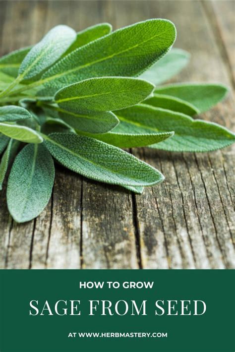 Grow Sage From Seed Easily Growing Sage Sage Seeds Growing Herbs In