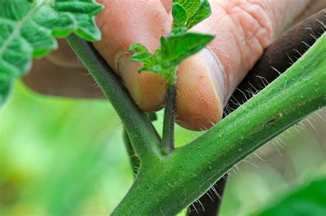 Tips For Growing Better Tomatoes