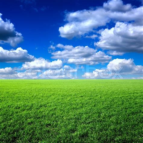 Green Grass The Blue Sky And White Clouds Stock Photo