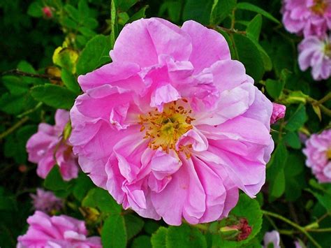 Bulgarian Rose Rosa Damascena Phytocode