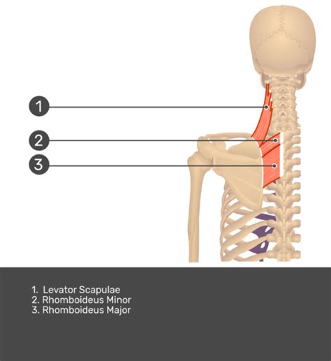 Rhomboid Major Muscle Attachments Actions Innervation Getbodysmart