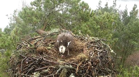 Loch Of The Lowes Osprey Lassie Lays Third Egg Of 2018 Season