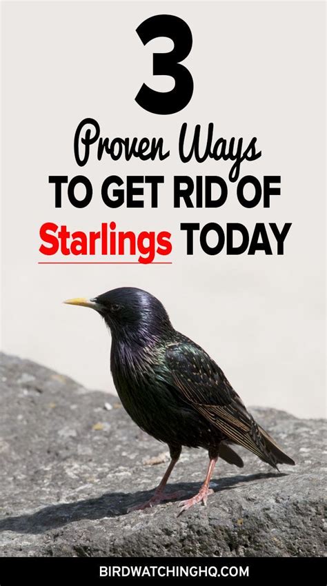 4 Proven Ways To Get Rid Of Starlings Today 2023 Backyard Birds Sanctuary Backyard Birds