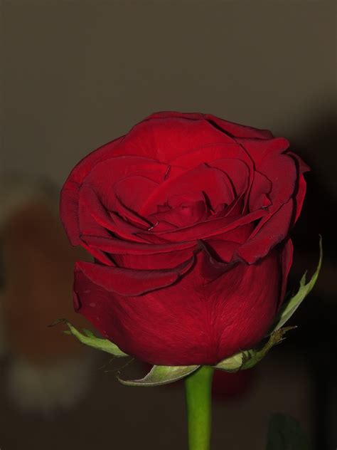 Rose Flor Rosa Vermelha Solitária Foto Gratuita No Pixabay Pixabay