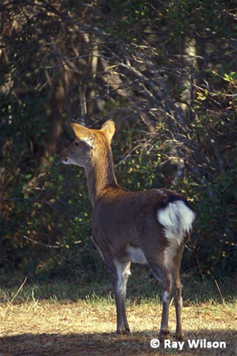 Sika Deer Cervus Nippon Ray Wilsons Bird And Wildlife