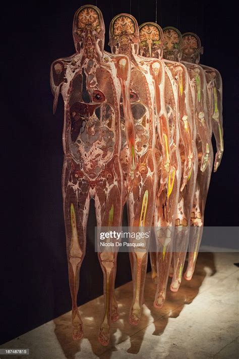 Content Plastinated Human Body On Display At Body Worlds The