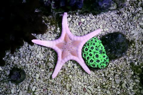 13 Types Of Saltwater Starfish For Aquariums Build Your Aquarium