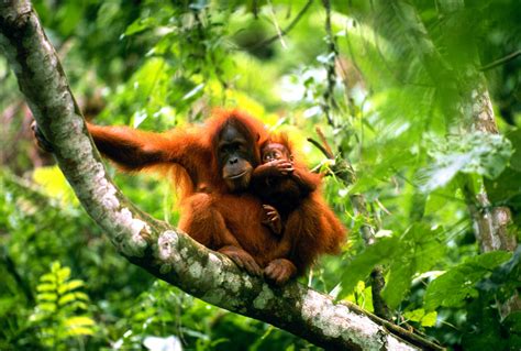 Orangutan Borneański Występowanie Pożywienie I Ciekawostki Jak