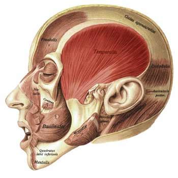 Temporalis Muscle Origin Insertion Action Innervation The Wellness Digest