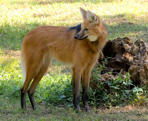 First Maned Wolf Puppies Born At Audubon Zoo