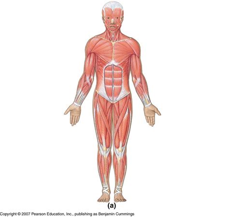 Anterior Muscles Of The Body Labeled Muscular System Muscles Of The