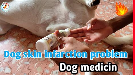 Dog Skin Problem And Solution Dog Skin Infection Treatment Hindi At