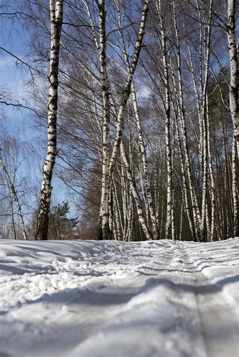 Ski Track In Winter Forest Stock Image Image Of Outdoors 113912873