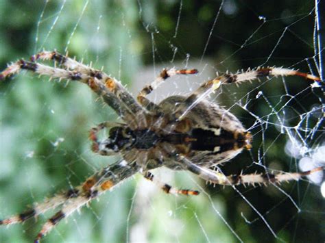 False Widow Spider Project Noah