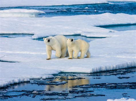 Arctic Ocean Animals List Resenhas De Livros